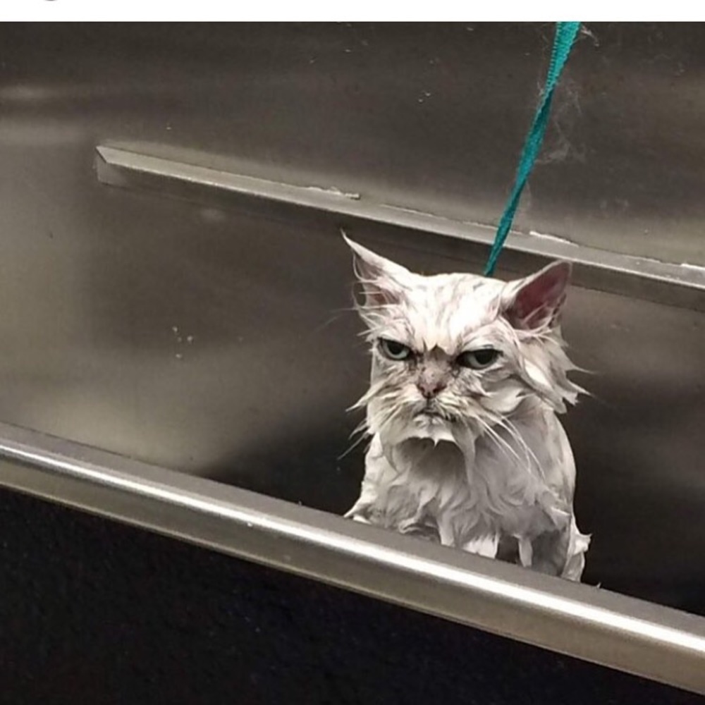 Meet your Posher, Alexandra